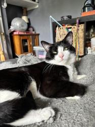Lost Male Cat last seen Weller and East, near Franklin, Dayton, OH 45458