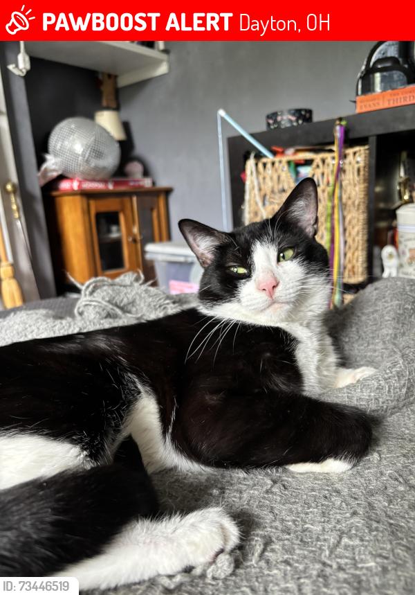 Lost Male Cat last seen Weller and East, near Franklin, Dayton, OH 45458