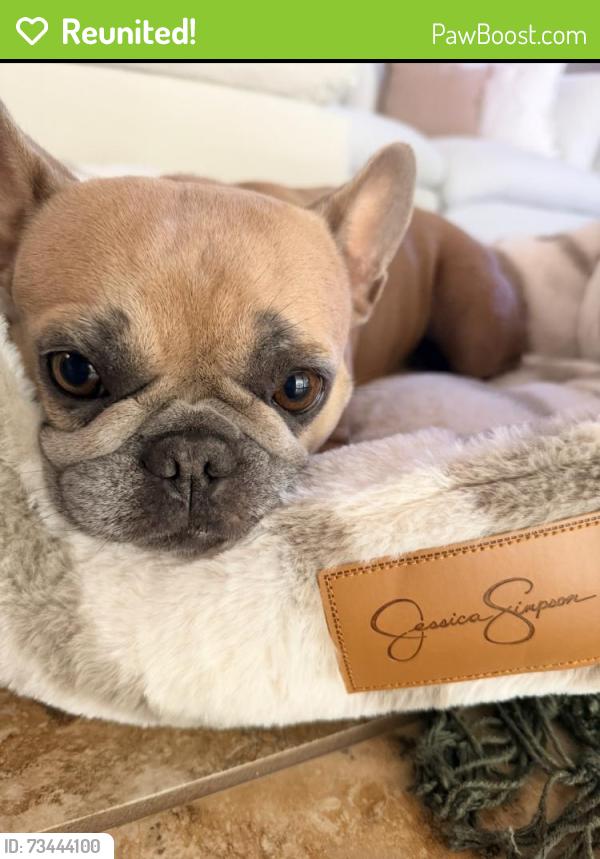 Reunited Female Dog last seen Eastridge Dr, Modesto, CA 95355, USA, Modesto, CA 95355