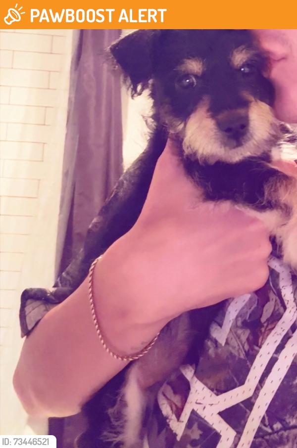 Found/Stray Male Dog last seen Lake Park, San Luis Obispo County, CA 93422