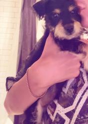 Found/Stray Male Dog last seen Lake Park, San Luis Obispo County, CA 93422