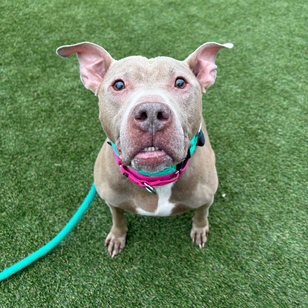 Shelter Stray Male Dog last seen , Animal Care & Control Team of Philly, 111 W Hunting Park Ave, Philadelphia, PA 19140, USA