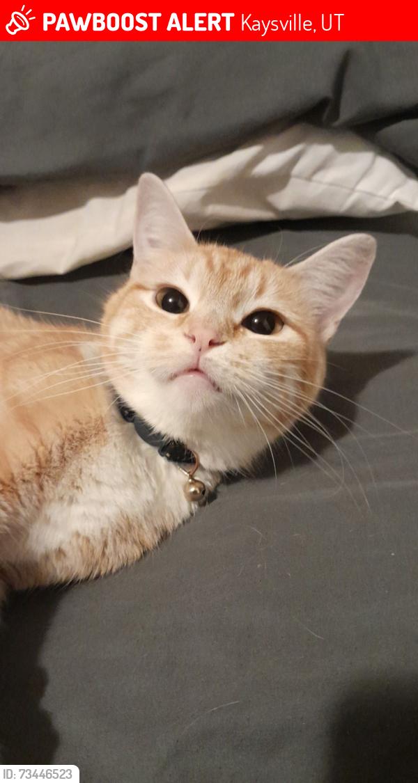 Lost Female Cat last seen Near North, the neighborhood left of the maverik., Kaysville, UT 84037