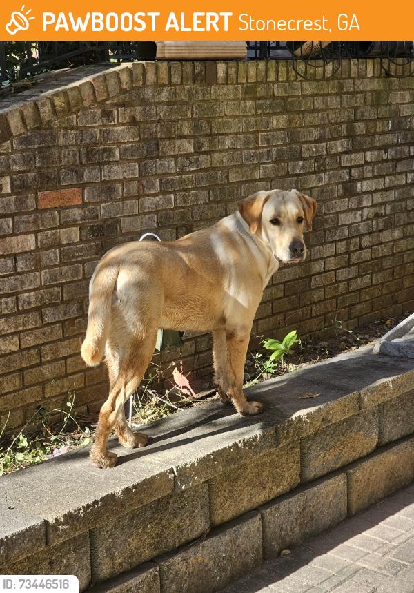 Found/Stray Male Dog last seen Dogwood Pass & Mall Parkway, Stonecrest, GA 30038
