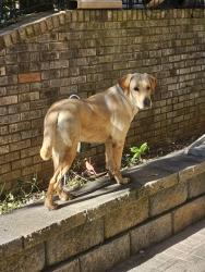 Found/Stray Male Dog last seen Dogwood Pass & Mall Parkway, Stonecrest, GA 30038