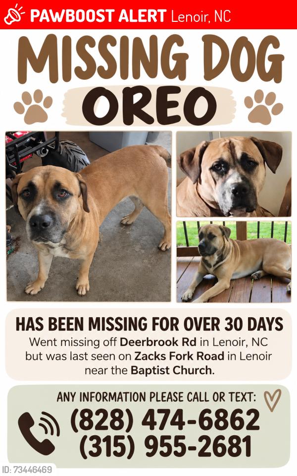 Lost Male Dog last seen Baptist Church on Zacks Fork Rd, Lenoir, NC 28645
