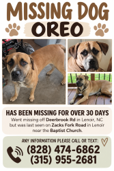 Lost Male Dog last seen Baptist Church on Zacks Fork Rd, Lenoir, NC 28645