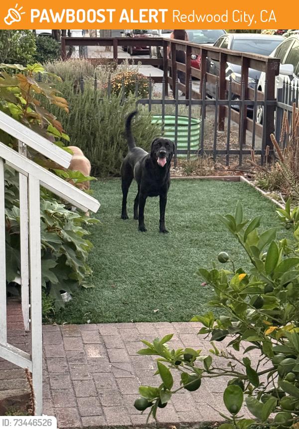 Found/Stray Male Dog last seen Near central avenue redwood city, Redwood City, CA 94061