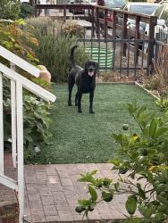 Found/Stray Male Dog last seen Near central avenue redwood city, Redwood City, CA 94061