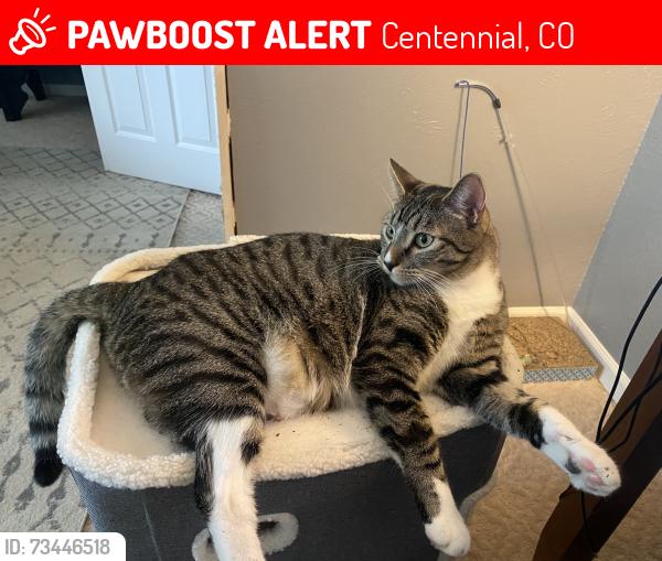 Lost Male Cat last seen S. Leyden by Palos Verdes park, Centennial, CO 80112