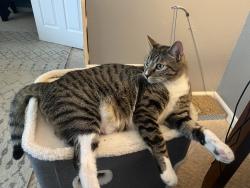 Lost Male Cat last seen S. Leyden by Palos Verdes park, Centennial, CO 80112