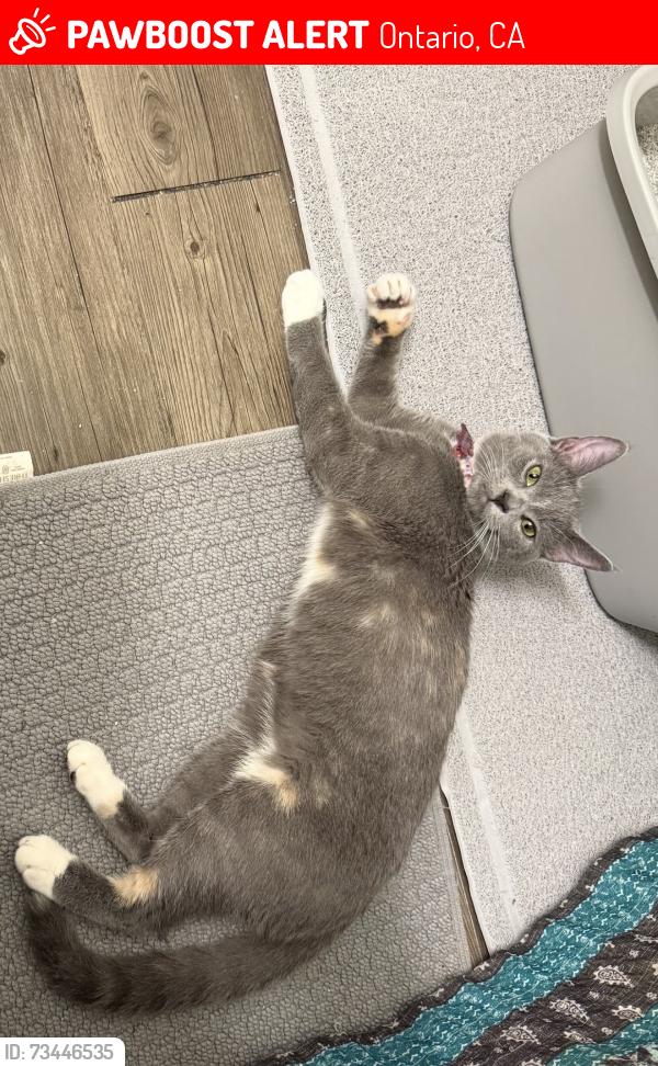 Lost Female Cat last seen Haven, creekside dr, Ontario, CA 91761