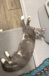 Lost Female Cat last seen Haven, creekside dr, Ontario, CA 91761