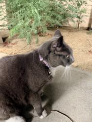 Found/Stray Unknown Cat last seen Fred waring & Hwy 111, Palm Desert, CA 92260