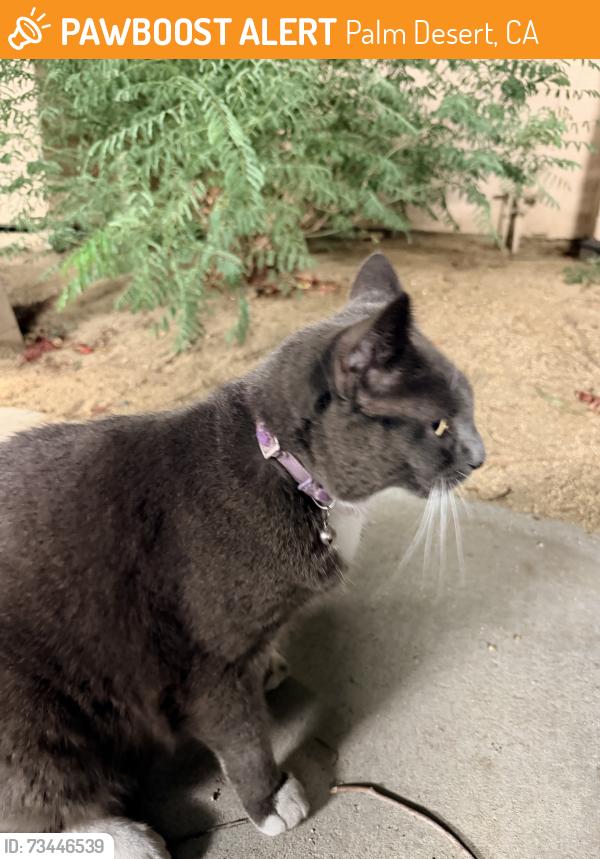 Found/Stray Unknown Cat last seen Fred waring & Hwy 111, Palm Desert, CA 92260