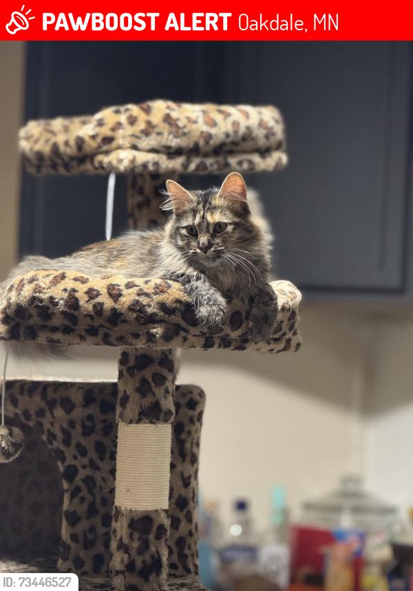 Lost Female Cat last seen Granada Ave N and Stillwater, Oakdale, MN 55128