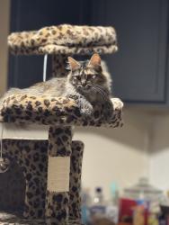Lost Female Cat last seen Granada Ave N and Stillwater, Oakdale, MN 55128