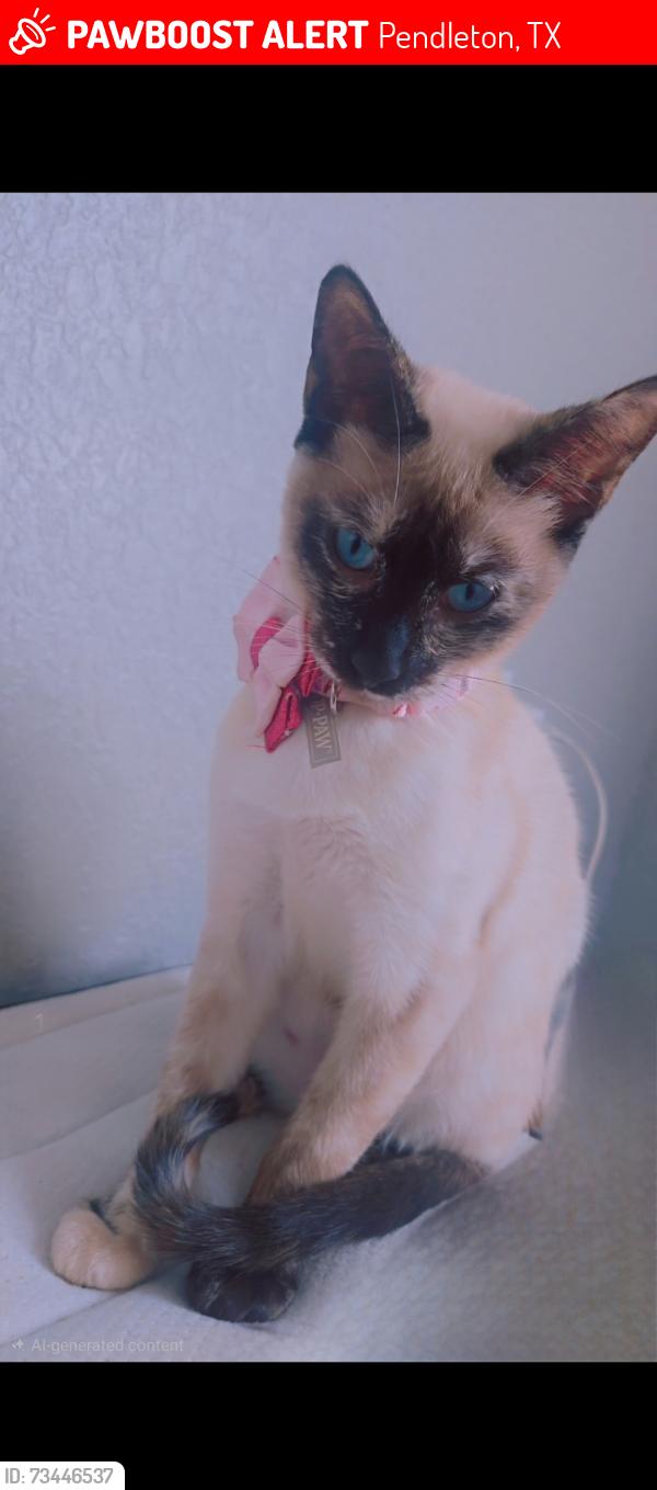 Lost Female Cat last seen US post, Pendleton, TX 76579