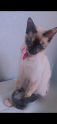 Lost Female Cat last seen US post, Pendleton, TX 76579