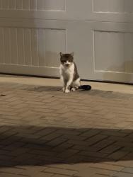 Found/Stray Unknown Cat last seen Building 10 across from 7, Ewing Township, NJ 08628