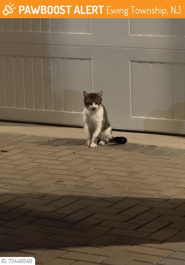 Found/Stray Unknown Cat last seen Building 10 across from 7, Ewing Township, NJ 08628