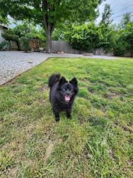 Lost Female Dog last seen East ave, Chico, CA 95926