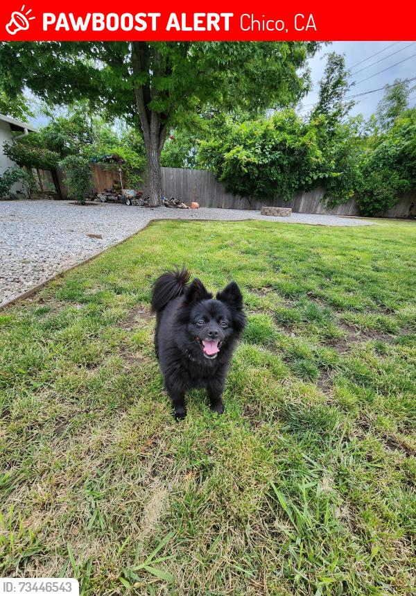 Lost Female Dog last seen East ave, Chico, CA 95926
