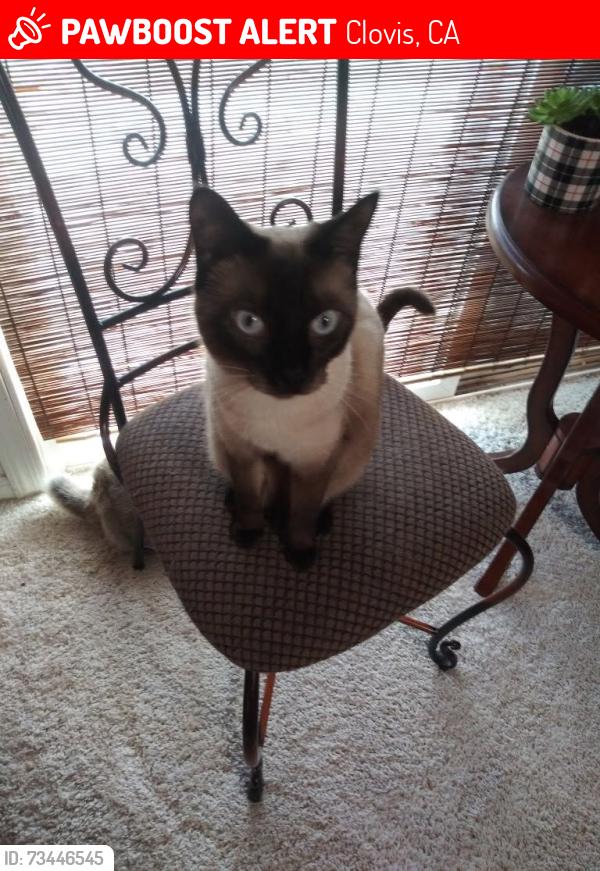 Lost Female Cat last seen Pico and Hornet Avenue Clovis, CA, Clovis, CA 93611