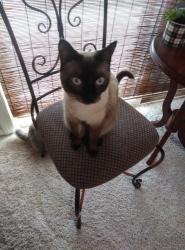 Lost Female Cat last seen Pico and Hornet Avenue Clovis, CA, Clovis, CA 93611