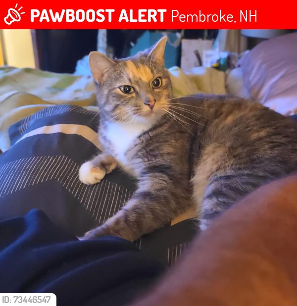 Lost Female Cat last seen Borough rd pembroke, Pembroke, NH 03275