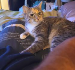 Lost Female Cat last seen Borough rd pembroke, Pembroke, NH 03275