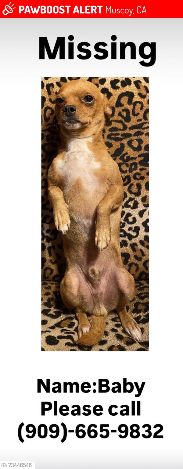 Lost Male Dog last seen Vermont st & portola st, Muscoy, CA 92407