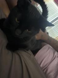 Reunited Female Cat last seen apmts, Atlanta, GA 30339