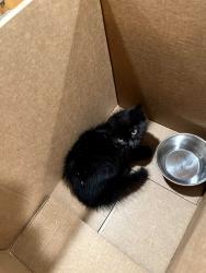 Found/Stray Unknown Cat last seen hmstd, Santa Clara, CA 95051