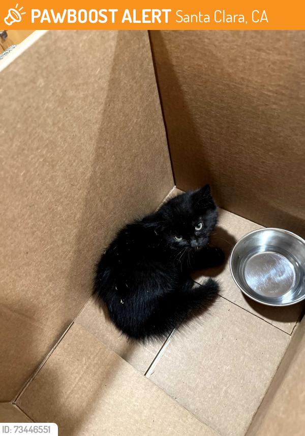 Found/Stray Unknown Cat last seen hmstd, Santa Clara, CA 95051