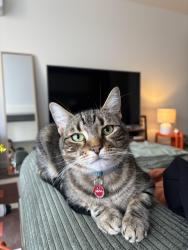 Lost Female Cat last seen Macquarie Street & Saint Edmonds Road, Prahran, Prahran, VIC 3181