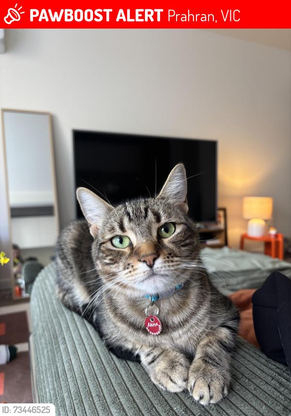Lost Female Cat last seen Macquarie Street & Saint Edmonds Road, Prahran, Prahran, VIC 3181