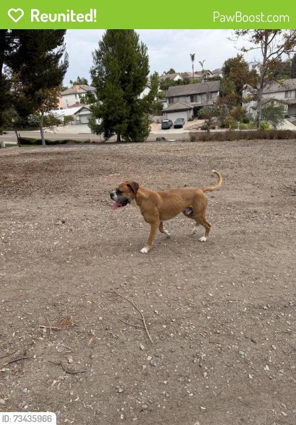 Reunited Male Dog last seen Martinique drive and Marquette, Chula Vista, CA 91913