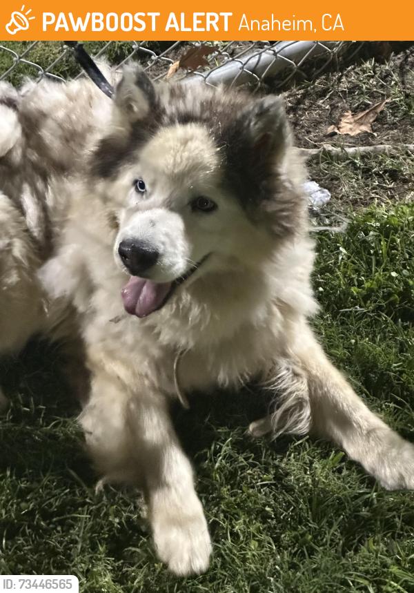 Found/Stray Unknown Dog last seen Betsy Ross park, Anaheim, CA 92805