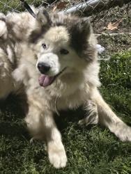 Found/Stray Unknown Dog last seen Betsy Ross park, Anaheim, CA 92805