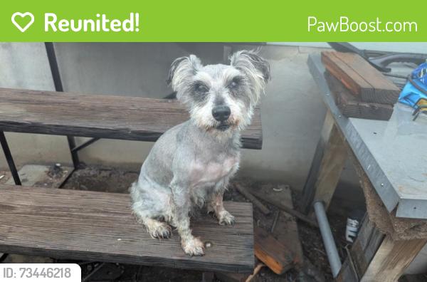 Reunited Male Dog last seen Near moon river loop, Las Cruces, NM 88001