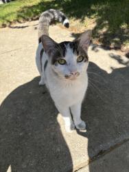 Found/Stray Unknown Cat last seen Refugee rd, Columbus, OH 43232