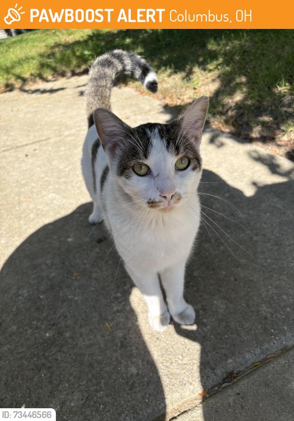 Found/Stray Unknown Cat last seen Refugee rd, Columbus, OH 43232