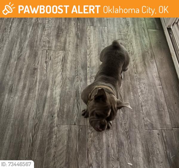 Found/Stray Female Dog last seen Reno and McArthur, Oklahoma City, OK 73127