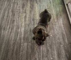 Found/Stray Female Dog last seen Reno and McArthur, Oklahoma City, OK 73127