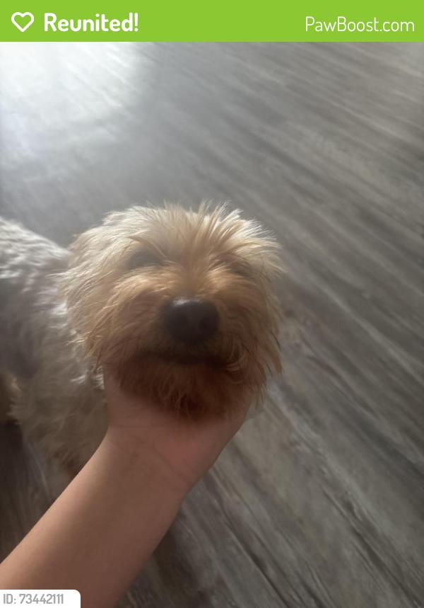 Reunited Male Dog last seen 107th ave buckeye, Tolleson, AZ 85329
