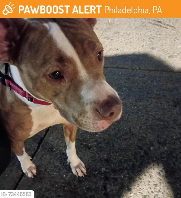 Found/Stray Female Dog last seen Heartland and Kensington, Philadelphia, PA 19134