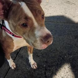 Found/Stray Female Dog last seen Heartland and Kensington, Philadelphia, PA 19134