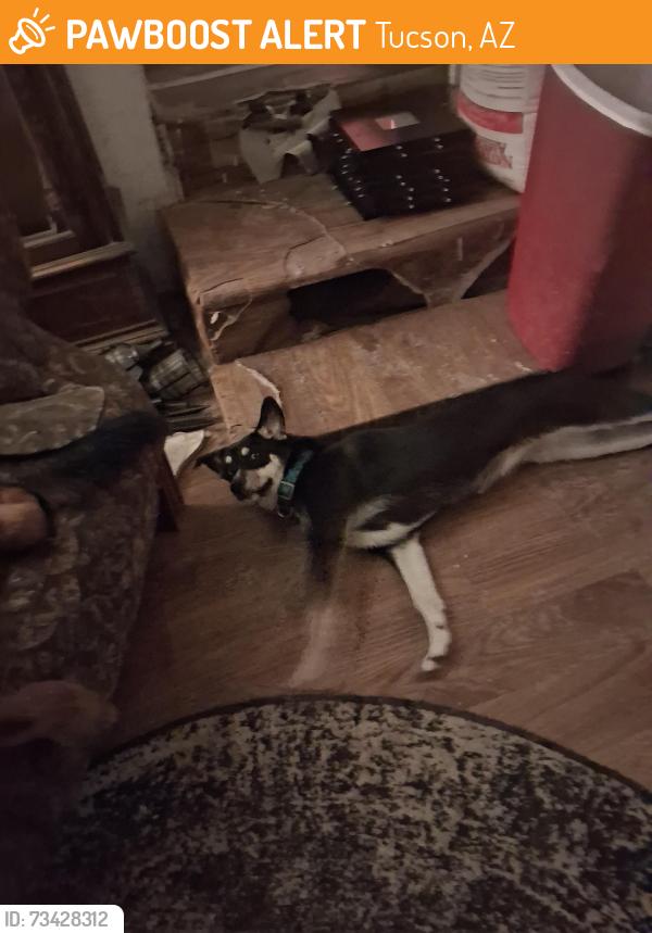 Found/Stray Female Dog last seen Dakota and Caballo Rd., Tucson, AZ 85746