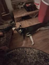 Found/Stray Female Dog last seen Dakota and Caballo Rd., Tucson, AZ 85746